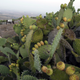 A Palestinian farmer picks prickly pear fruit in a field in the northern West Bank village of Faqqouah. Image: AP Photo/Mohammed Ballas